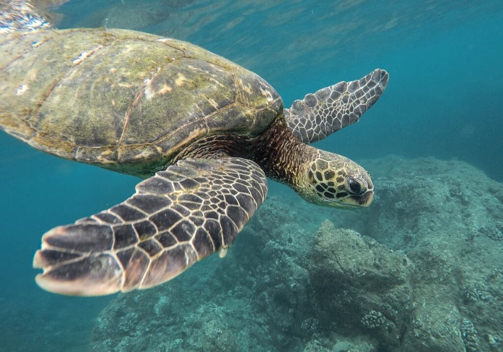 animal, turtle, nature