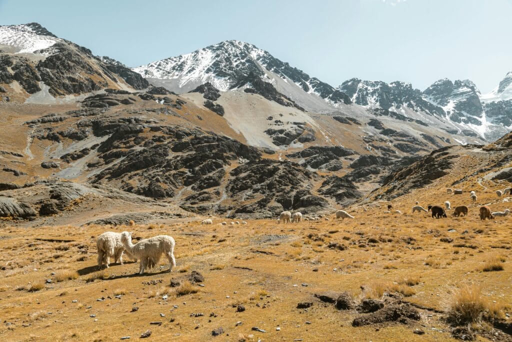 Alpacas grazing in the picturesque Condoriri mountains of Bolivia, with snowy peaks in the background.