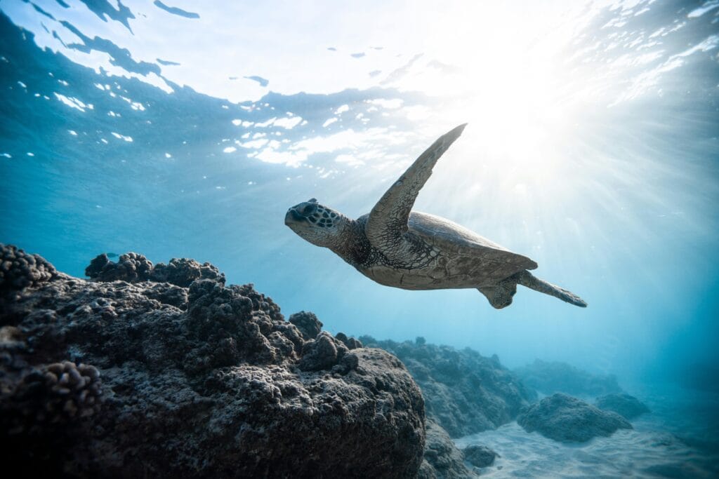 A serene sea turtle swims gracefully through clear Hawaiian waters beneath sunlit rays.